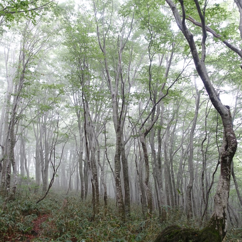 企業コンサルティングと庄内マイクロツーリズム ＳＣａＴ（エスキャット）