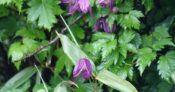 ミヤマハンショウヅル
