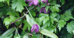 ミヤマハンショウヅル