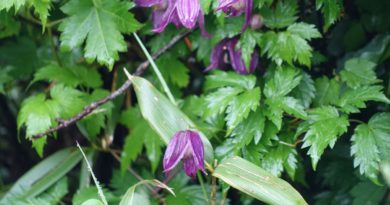 ミヤマハンショウヅル