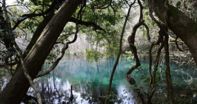 遊佐町　丸池様