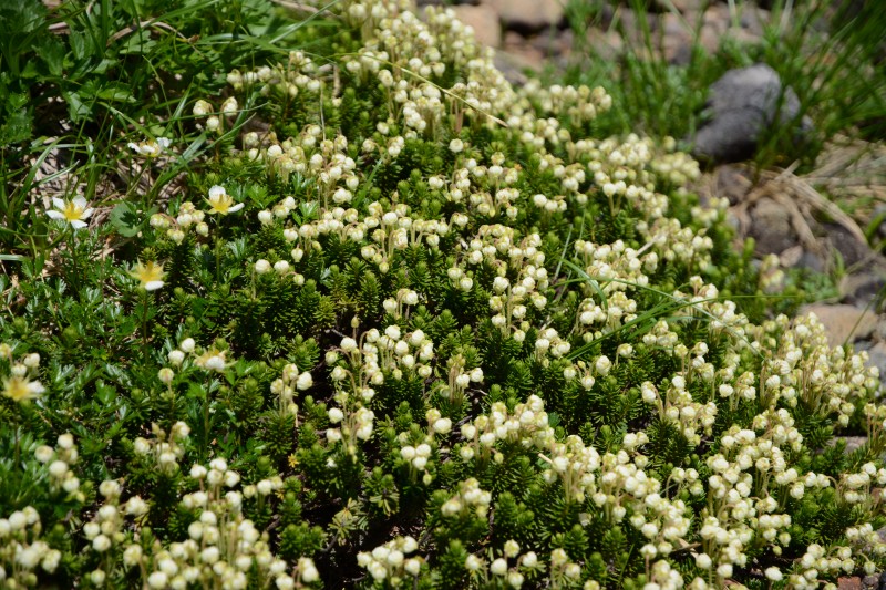 アオノツガザクラ