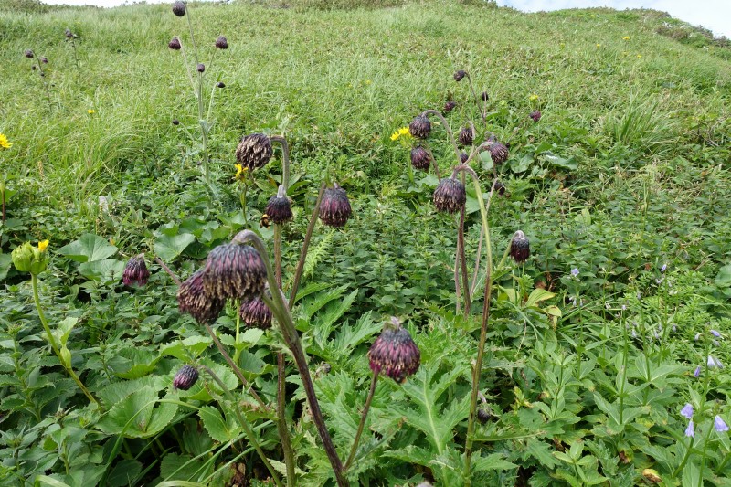 チョウカイアザミ