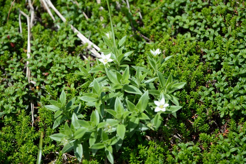 チョウカイフスマ