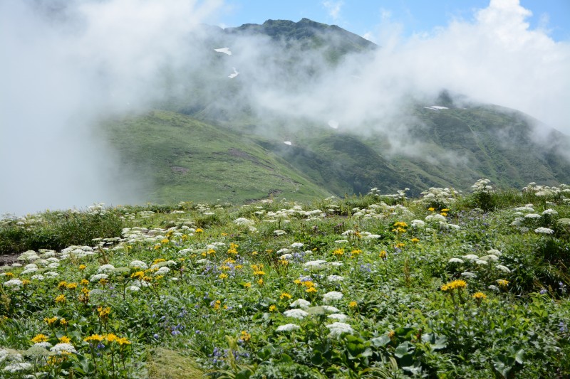 御田ヶ原のお花畑