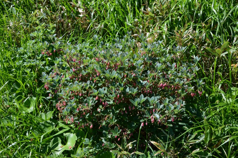 ガクウラジロヨウラク