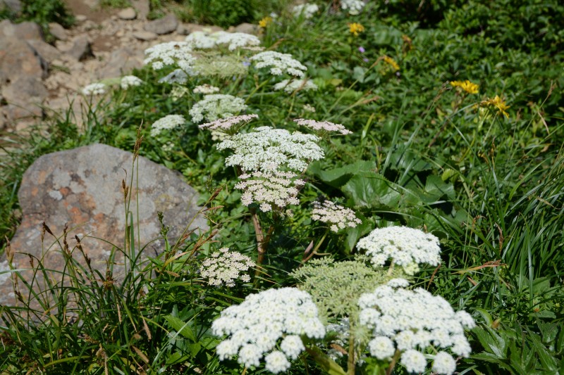 ハクサンボウフウ