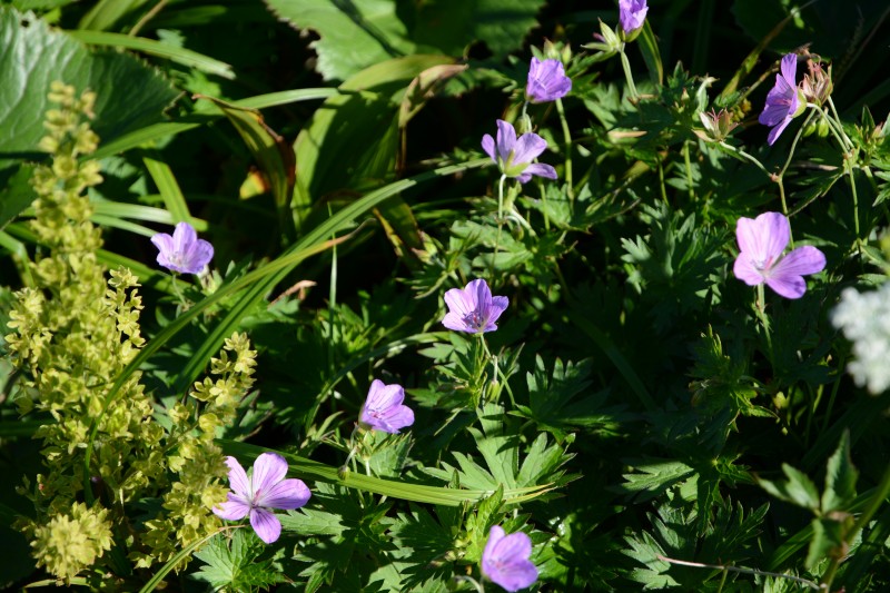 ハクサンフウロ