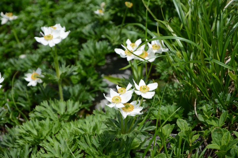 ハクサンイチゲ