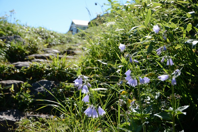 ハクサンシャジン