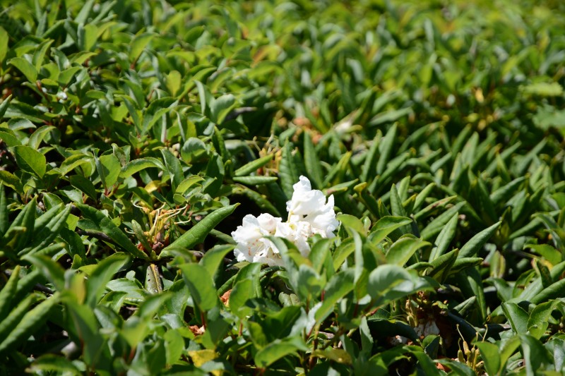 ハクサンシャクナゲ