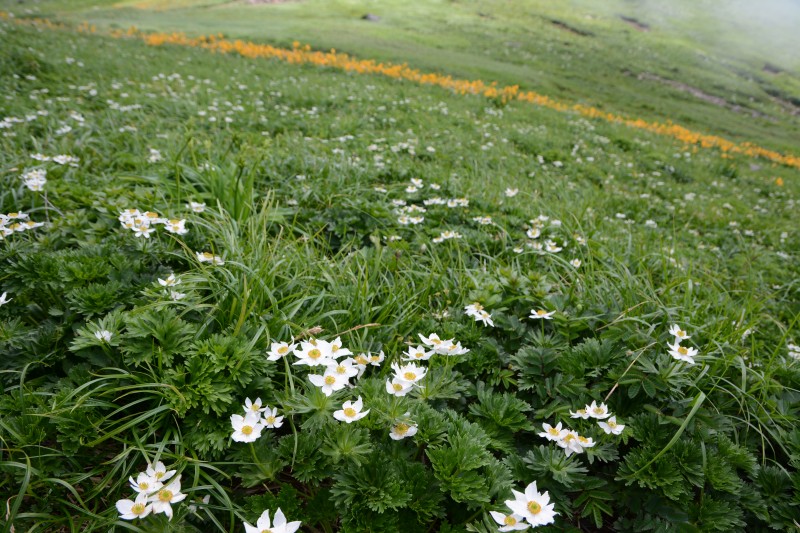 八丁坂の出合のハクサンイチゲ