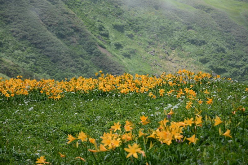 ニッコウキスゲの群生
