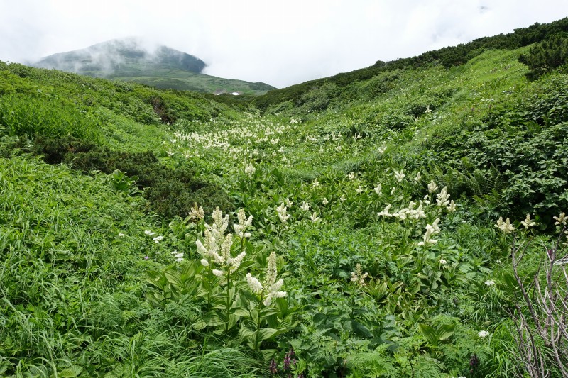 コバイケイソウの沢