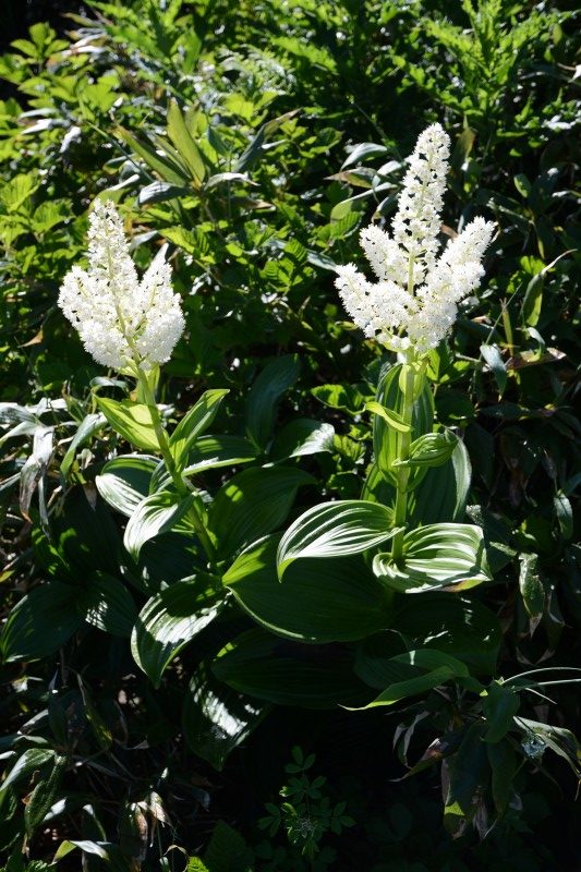 コバイケイソウ