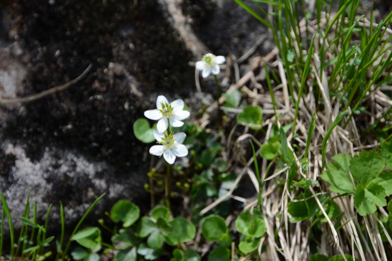コシジオウレン
