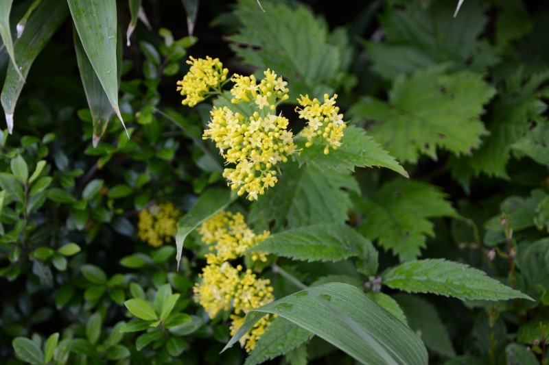 マルバキンレイカ