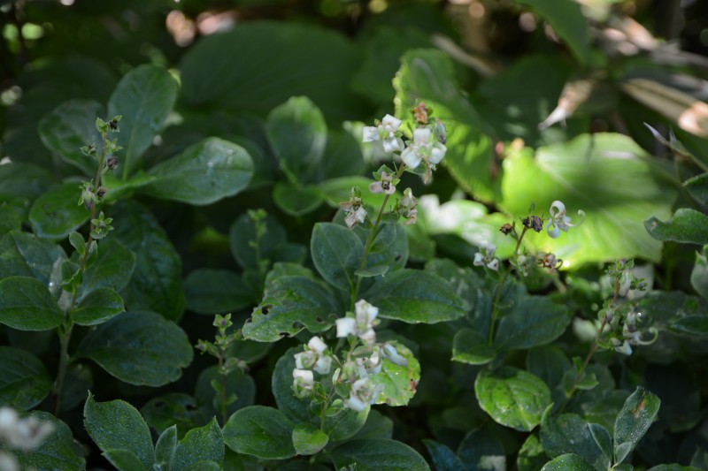 ミヤマホツツジ