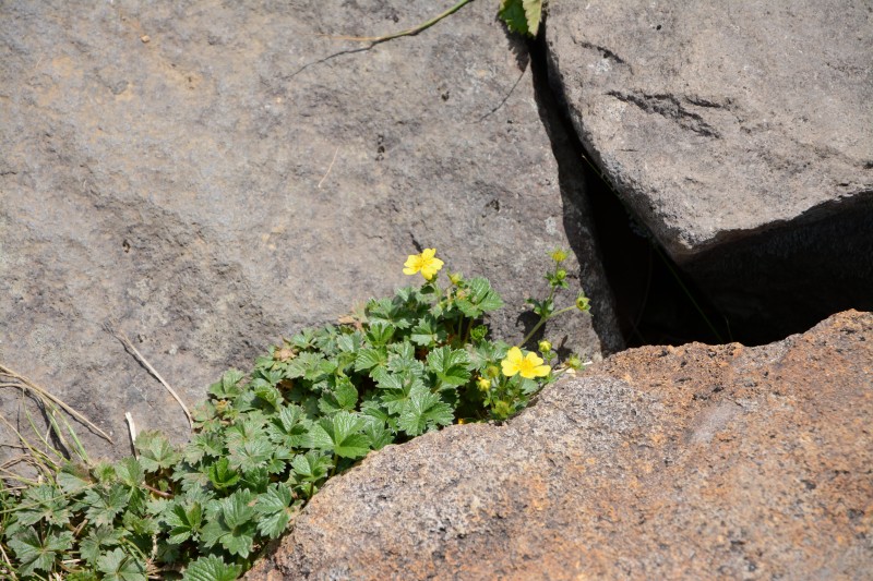 ミヤマキンバイ