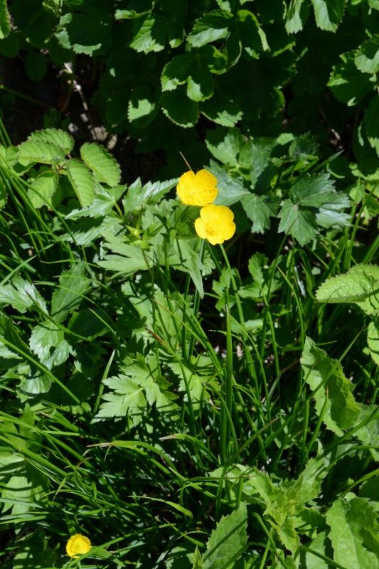 ミヤマキンポウゲ