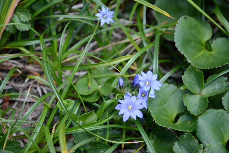 ミヤマリンドウ