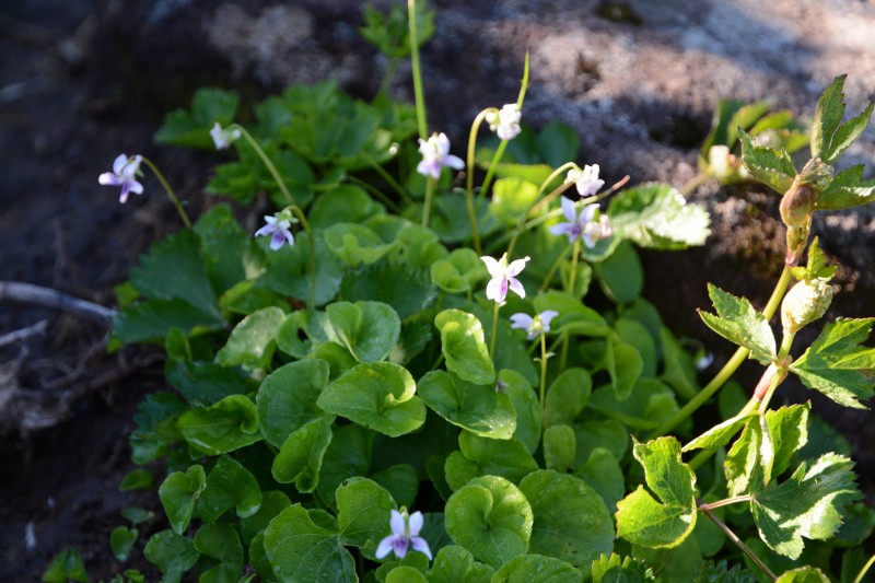 ミヤマツボスミレ