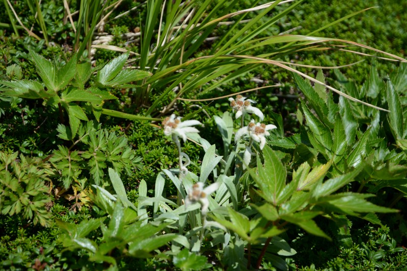 ミヤマウスユキソウ