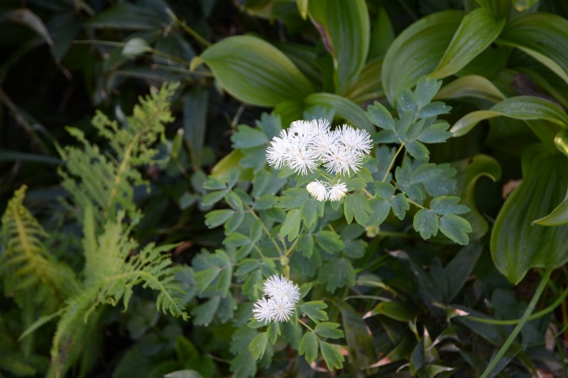 モミジカラマツ