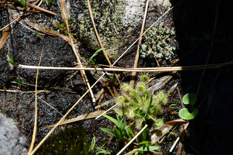 モウセンゴケ