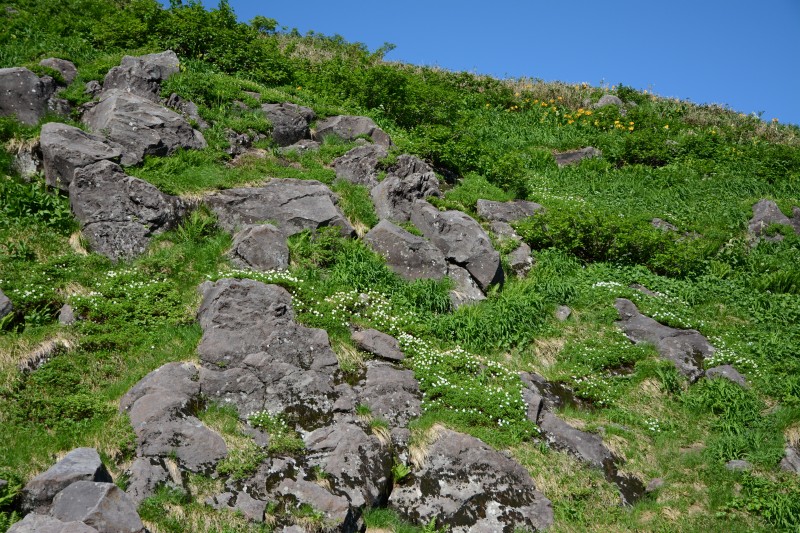 賽の河原　チングルマ群