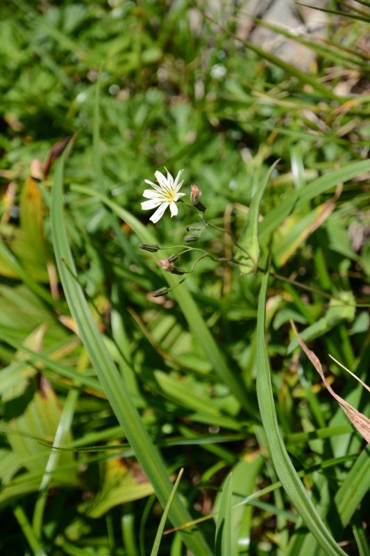 シロバナクモマニガバナ