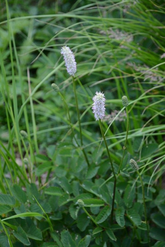 シロバナトウウチソウ