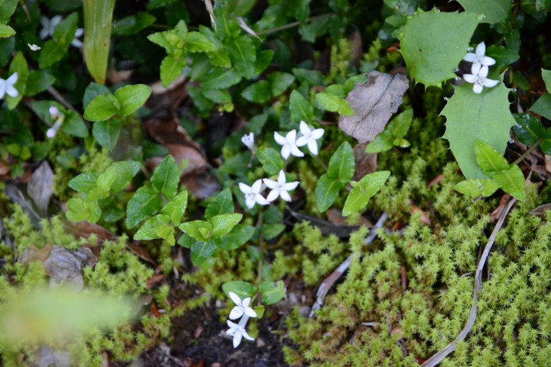 ツルアリオドシ