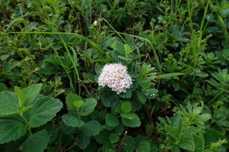 ウラジロナナカマド