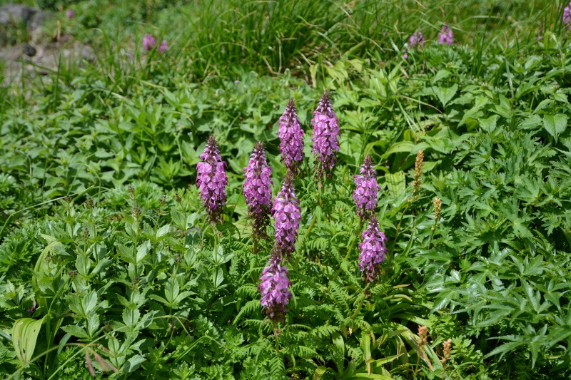 ヨツバシオガマ