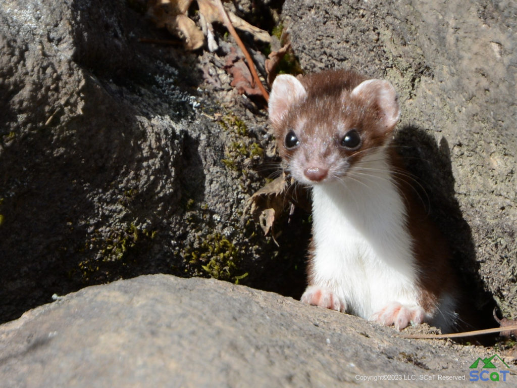 オコジョ夏毛１（2022/10/26 鳥海山・八丁坂）